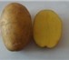 Изображение в Прочее,  разное Разное Качественный картофель разных сортов из Беларуси: в Махачкале 0