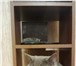 Фотография в Домашние животные Вязка кот приглашает на вязку или приедит сам,порода в Тамбове 1 000