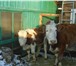 Фотография в Домашние животные Другие животные Продам крупную, дойную, стельную корову с в Улан-Удэ 55 000