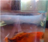 Foto в Домашние животные Рыбки Золотая – 11 см вместе с хвостомДва сома в Екатеринбурге 500