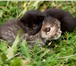16 августа родилось 4 милых, симпатичных котенка, Один полностью черненький, трое- серых в поло 69529  фото в Челябинске