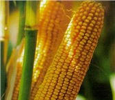 Фотография в Прочее,  разное Разное Семена кукурузы раннеспелые гибриды, семена в Краснодаре 40