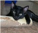 Фотография в Домашние животные Отдам даром Отдам котенка ,  мальчик,  5 месяцев.Приучен, в Новосибирске 0