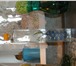 Foto в Домашние животные Рыбки Мини-аквариум со всем необходимым. Декоративный в Москве 3 200