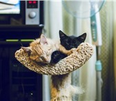 Фото в Домашние животные Отдам даром Солнечный рыжий котенок (4 месяца) срочно в Санкт-Петербурге 0