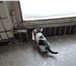 Изображение в Домашние животные Отдам даром На завод подкинули 4 малышей-котят. Помогите, в Москве 1