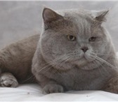 Изображение в Домашние животные Вязка Скоттиш страйт кот.Окрас лиловый.Приглашает в Зеленоград 3 000