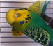 Фото в Домашние животные Птички Продаются выставочные волнистые попугаи от в Геленджик 5 000