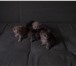 Foto в Домашние животные Отдам даром Отдам в добрые руки котят, рожденные 29.01.2017 в Тольятти 0