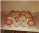 Изображение в Домашние животные Другие животные Реализуем куриные инкубационные яйца яичного в Перми 20