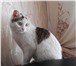 Фото в Домашние животные Отдам даром Ищу для кошечки (возраст 1год) спокойную, в Улан-Удэ 0