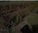 Foto в Домашние животные Растения Саженцы зкс, окс, липа, рябина, клен остролистный, в Ульяновске 1 000