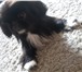 Изображение в Домашние животные Вязка собак Очаровательный мальчик чип (окрас-черно белый), в Саратове 1 000