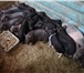 Foto в Домашние животные Другие животные Продам, своих вислобрюхих поросят. Выращиваем в Москве 5 000