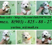Белоснежные щеночки самоеда 3456979 Самоедская лайка фото в Костроме