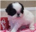 Продам щенка ЯПОНСКОГО ХИНА - маленькую декоративную собачку 144805  фото в Костроме