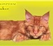 Котенок мейн-кун красный солид,   Шоу класс 2482144 Мейн-кун фото в Перми