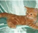 Британская кошка-чистокровная британка 3м огненный красный мрамор ,( BRI d 22)с родословной 2380430 Британская короткошерстная фото в Москве