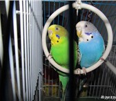 Фотография в Домашние животные Птички Продам волнистых попугаев в паре. Попугаи в Таганроге 300