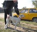 Фотография в Домашние животные Услуги для животных в районе 15 тюрьмы найден кобель уипета. в Батайске 0