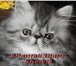 Продам красивого персидского котенка, Котик окраса черный серебристый мраморный, очень-очень ласко 69267  фото в Талдом