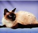 Кошка Вирна, тайский балинез в дар!  Вирне 3 года,  Окрас сил-пойнт, глаза голубые,  Стерилизована 68912  фото в Москве