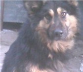 Фотография в Домашние животные Вязка собак 1.9 месяцев.хорошо развит,плавал с 4х месяцев,легко в Липецке 3 000