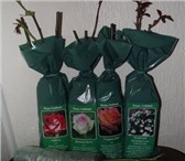 Foto в Домашние животные Растения Качественные, здоровые саженцы плодовых деревьев в Красноярске 150