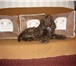 Изображение в Домашние животные Вязка собак Ищем невесту для американского кокер спаниеля в Омске 0