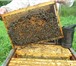 Foto в Домашние животные Разное пчелопакеты на четырёх рамках,отводки, семьи, в Брянске 3 000