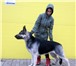 Щенки вео питомник Стиль Белогорья от Чемпионов 1363505 Восточно-европейская овчарка фото в Старом Осколе
