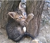 Foto в Домашние животные Отдам даром Отдам в добрые руки котеночка (котика) не в Краснодаре 10