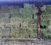 Фото в Домашние животные Растения Продаю сено луговое, разнотравье тюк квадратный. в Барнауле 70