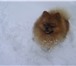 Изображение в Домашние животные Вязка собак Предлагается для вязки миниатюрный Шпиц из в Самаре 5 000
