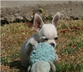 Щенки подростки чихуахуа 2262297 Чихуахуа фото в Краснодаре