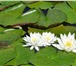 Foto в Домашние животные Растения Продам водные лилии. Очень красивые. Цена в Пензе 0