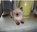 Чудесный котик-экзотик шоколад-пойнт 2522134 Экзотическая короткошерстная фото в Санкт-Петербурге