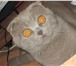 Фотография в Домашние животные Вязка Шотландский вислоухий кот лилового окраса в Оренбурге 800