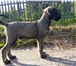 Ризеншнауцер перец с солью 3375480 Ризеншнауцер фото в Санкт-Петербурге