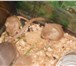 Фото в Домашние животные Грызуны Окрас песочный, возраст 20 дней, есть девочки в Покрове 250