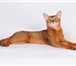 Фото в Домашние животные Вязка Опытный абиссинский кот американского типа. в Москве 5 000