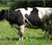 Фотография в Домашние животные Другие животные Продам корову на мясо 5 отел 45 т. Телку в Казани 15 000