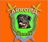 Фото в Домашние животные Услуги для животных Профессиональная дрессировка собак в Санкт-Петербурге в Москве 100