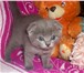 Самые обаятельные и привлекательные 1639191 Скоттиш фолд фото в Барнауле