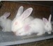 Foto в Домашние животные Другие животные Продаём кроликов разных мясных пород. Клетки в Калуге 0