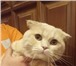 Foto в Домашние животные Вязка Очень красивый котик. Крупный по размеру. в Екатеринбурге 1 300