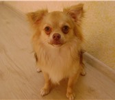 Фотография в Домашние животные Вязка собак Кобель для вязки, порода Чихуа - хуа, не в Магнитогорске 0