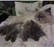 Продается персидский котенок 1739080 Персидская фото в Архангельске