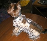 Изображение в Домашние животные Товары для животных Продаётся новая шубка на собачку мелкой породы в Дубна 2 000