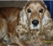 Фотография в Домашние животные Вязка собак Предлагаем для вязки кобеля породы Английский в Ярославле 0